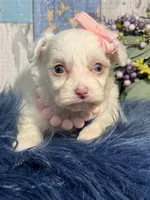 Blossom , a female Yorkipoo for sale in Duncan, OK – Photo 6 of 7