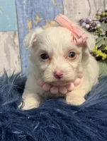 Blossom , a female Yorkipoo for sale in Duncan, OK – Photo 3 of 7
