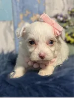 Blossom , a female Yorkipoo for sale in Duncan, OK – Photo 1 of 7