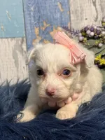 Blossom , a female Yorkipoo for sale in Duncan, OK – Photo 4 of 7