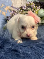 Blossom , a female Yorkipoo for sale in Duncan, OK – Photo 5 of 7