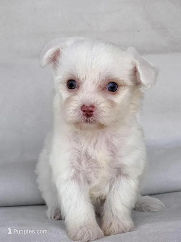 Blossom  – Yorkipoo puppy for sale in Duncan, OK