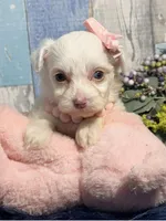 Blossom , a female Yorkipoo for sale in Duncan, OK – Photo 2 of 7