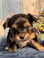 Mojo, a male Yorkipoo for sale in Duncan, OK – Photo 2 of 7