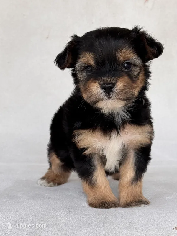 Mojo – Yorkipoo puppy for sale in Duncan, OK