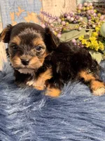 Mojo, a male Yorkipoo for sale in Duncan, OK – Photo 6 of 7
