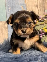 Mojo, a male Yorkipoo for sale in Duncan, OK – Photo 5 of 7