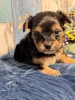 Mojo, a male Yorkipoo for sale in Duncan, OK – Photo 4 of 7