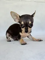 Gus, a male Chihuahua for sale in Duncan, OK – 3 of 6