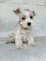 Lily, a female Miniature Schnauzer for sale in Duncan, OK – 5 of 5