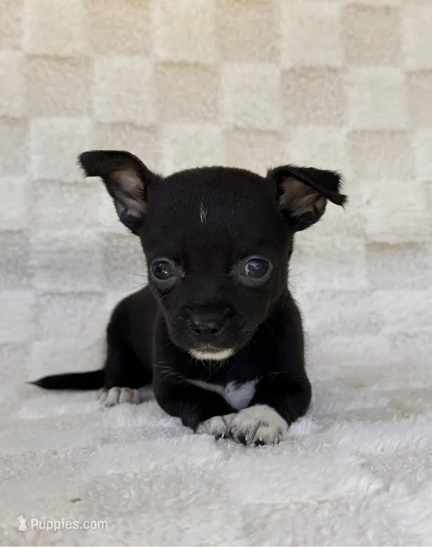 Chico – Chihuahua puppy for sale in Duncan, OK