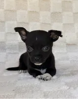 Chico, a male Chihuahua for sale in Duncan, OK – 1 of 8