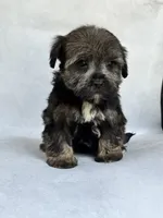 Greta, a female Miniature Schnauzer and Yorkshire Terrier for sale in Duncan, OK – 6 of 6