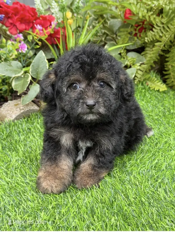 Bear – Yorkshire Terrier, Poodle - Toy  puppy for sale in Duncan, OK