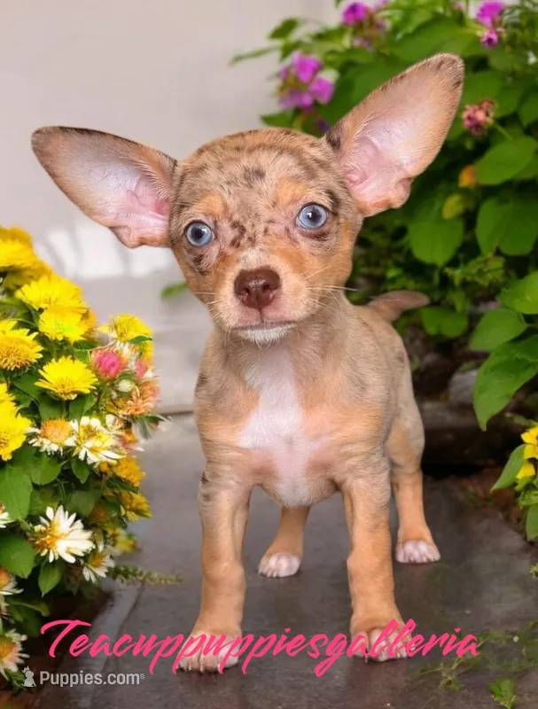 Dottie, a female Chihuahua for sale in Duncan, OK – Photo 1 of 1