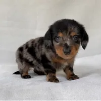 Gretel, a female Miniature Dachshund for sale in Duncan, OK – 3 of 7