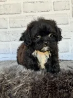Molly, a female Shih Tzu and Poodle - Toy  for sale in Duncan, OK – 4 of 6