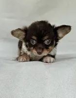 Gadget, a female Chihuahua for sale in Duncan, OK – 3 of 5