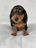 Daisy, a female Miniature Dachshund for sale in Duncan, OK – 2 of 4