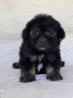 Bear, a male Yorkshire Terrier and Poodle - Toy  for sale in Duncan, OK – 3 of 7