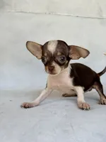 Rosco, a male Chihuahua for sale in Duncan, OK – 2 of 5