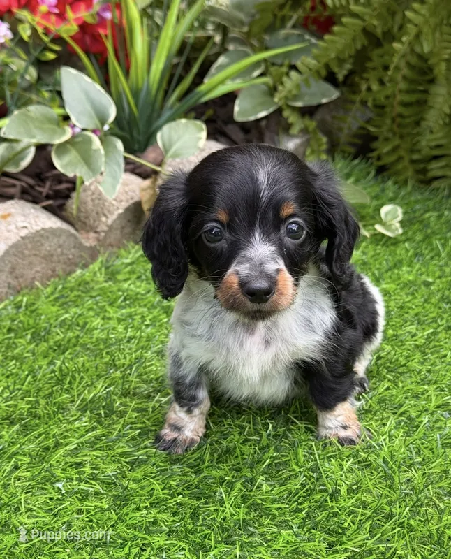 Hansel – Miniature Dachshund puppy for sale in Duncan, OK