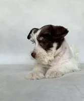 Dexter, a male Miniature Schnauzer for sale in Duncan, OK – 3 of 5