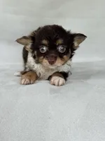 Gadget, a female Chihuahua for sale in Duncan, OK – 5 of 5