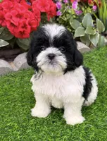 Daisy, a female Shih Tzu and Poodle - Toy  for sale in Duncan, OK – 6 of 6