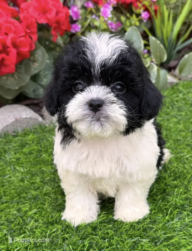 Daisy – Shih Tzu, Poodle - Toy  puppy for sale in Duncan, OK