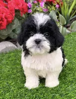 Daisy, a female Shih Tzu and Poodle - Toy  for sale in Duncan, OK – 1 of 6