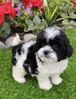 Daisy, a female Shih Tzu and Poodle - Toy  for sale in Duncan, OK – 2 of 6