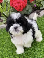 Daisy, a female Shih Tzu and Poodle - Toy  for sale in Duncan, OK – 3 of 6