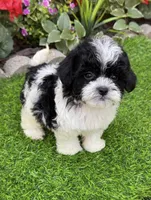 Daisy, a female Shih Tzu and Poodle - Toy  for sale in Duncan, OK – 4 of 6