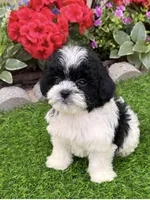 Daisy, a female Shih Tzu and Poodle - Toy  for sale in Duncan, OK – 5 of 6