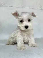 Lily, a female Miniature Schnauzer for sale in Duncan, OK – 3 of 5