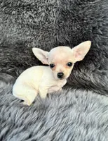 Squeak, a female Chihuahua for sale in Duncan, OK – 4 of 5