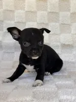 Chico, a male Chihuahua for sale in Duncan, OK – 6 of 8