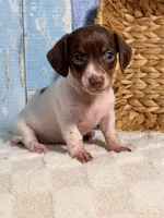 Lulu, a female Miniature Dachshund for sale in Duncan, OK – Photo 4 of 5