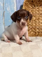 Lulu, a female Miniature Dachshund for sale in Duncan, OK – Photo 5 of 5