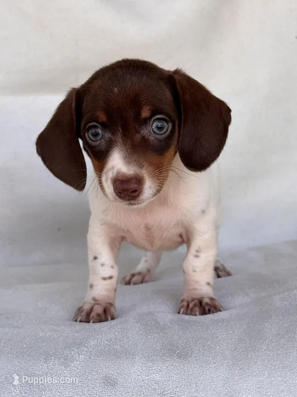 Lulu – Miniature Dachshund puppy for sale in Duncan, OK