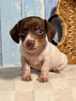 Lulu, a female Miniature Dachshund for sale in Duncan, OK – Photo 2 of 5