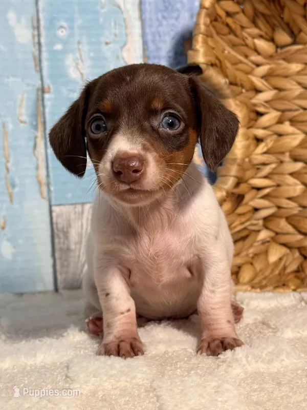 Lulu – Miniature Dachshund puppy for sale in Duncan, OK
