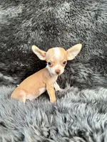 Pip, a male Chihuahua for sale in Duncan, OK – 6 of 6