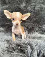 Pip, a male Chihuahua for sale in Duncan, OK – 2 of 6