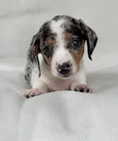 Freckles , a female Miniature Dachshund for sale in Duncan, OK – Photo 4 of 6