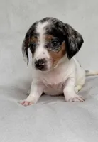 Freckles , a female Miniature Dachshund for sale in Duncan, OK – Photo 5 of 6