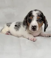 Freckles , a female Miniature Dachshund for sale in Duncan, OK – Photo 2 of 6