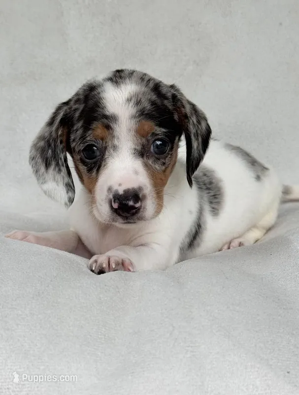 Freckles  – Miniature Dachshund puppy for sale in Duncan, OK