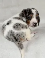 Freckles , a female Miniature Dachshund for sale in Duncan, OK – Photo 6 of 6